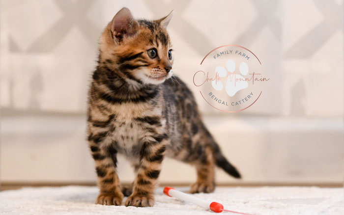 Bengal kitten for sale